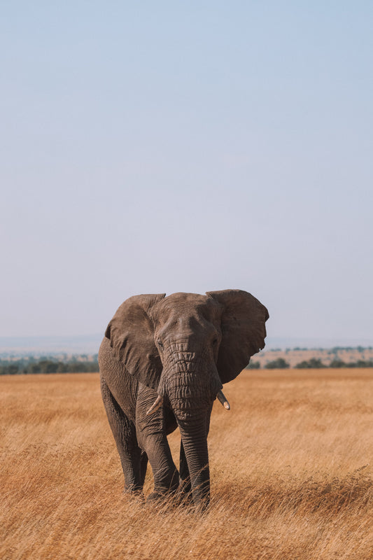 Tanzania Safaris - My guide to the Serengeti and Ruaha National Parks